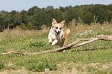 CORGI PEMBROKE 312